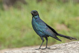 Image. Burchell's Starling