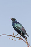 Image. Burchell's Starling