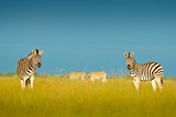 Image. Burchell's Zebra