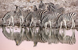 Image. Burchell-Zebra