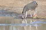 Image. Burchell Zebra