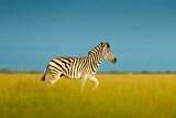 Image. Burchell-Zebra