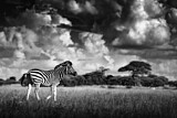 Image. Burchell-Zebra