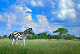 Image. Burchell-Zebra