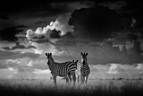 Image. Burchell-Zebra