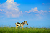 Image. Burchell-Zebra