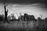 Image. Burchell-Zebra