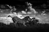 Image. Burchell-Zebra