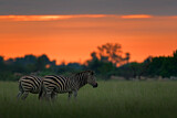 Image. Burchell-Zebra