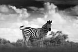 Image. Burchell-Zebra