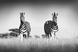 Image. Burchell-Zebra