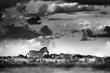 Image. Burchell-Zebra