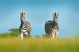 Image. Burchell-Zebra