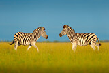 Image. Burchell-Zebra