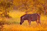 Image. Burchell-Zebra