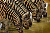 Image. Burchell-Zebra