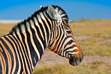Image. Burchell-Zebra