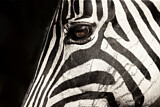 Image. Burchell-Zebra