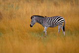 Image. Burchell-Zebra