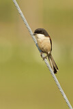 Image. Burmese Shrike