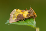 Image. Burnished Brass Moth