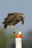 Image. Burrowing Owl
