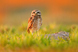 Image. Burrowing Owl