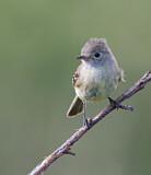 Image. Buschland-Schnäppertyrann