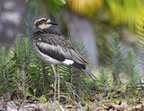 Image. Bush Stone-curlew