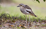 Image. Bush Stone-curlew