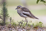 Image. Bush Stone-curlew
