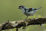 Image. Cabanis's Tanager