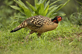 Image. Cabot's Tragopan