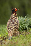 Image. Cabot's Tragopan