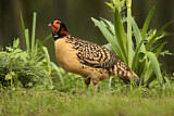 Image. Cabottragopan