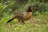 Image. Cabottragopan