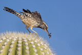 Image. Cactus Wren