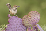 Image. Cactus Wren