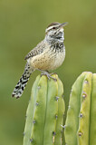 Image. Cactus Wren