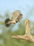 Image. Cactus Wren
