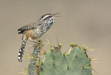 Image. Cactus Wren