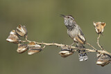 Image. Cactus Wren