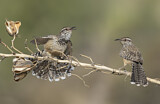 Image. Cactus Wren