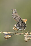 Image. Cactus Wren