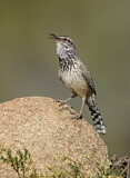 Image. Cactus Wren