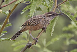 Image. Cactus Wren