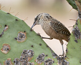 Image. Cactus Wren