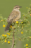 Image. Cactus Wren