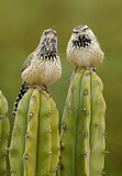 Image. Cactus Wren
