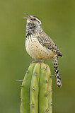 Image. Cactus Wren